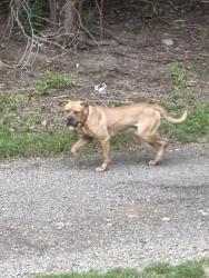 Found/Stray Male Dog last seen Chartiers trail/ Chartiers country club, Pittsburgh, PA 15205