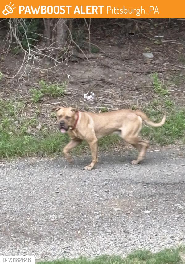 Found/Stray Male Dog last seen Chartiers trail/ Chartiers country club, Pittsburgh, PA 15205