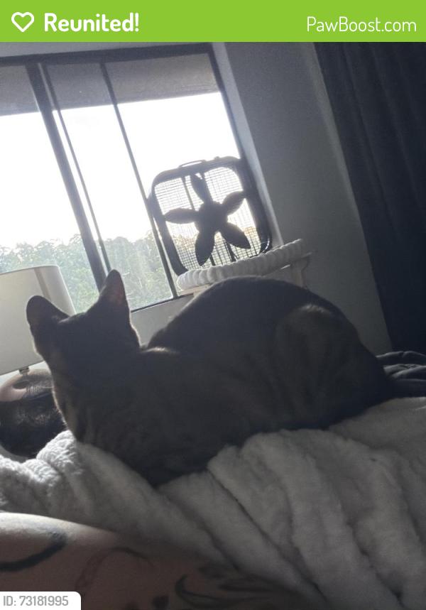 Reunited Female Cat last seen Homewood Dr, Oakland, CA 94611