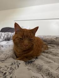 Reunited Male Cat last seen Thornton Road, Childwall, Merseyside, England 