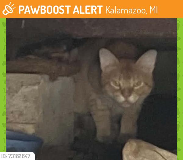 Found/Stray Unknown Cat last seen Hackett high school, Kalamazoo, MI 49008