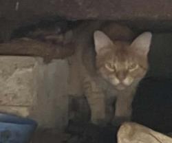 Found/Stray Unknown Cat last seen Hackett high school, Kalamazoo, MI 49008
