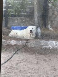 Reunited Male Dog last seen Murchison and brown, El Paso, TX 79930