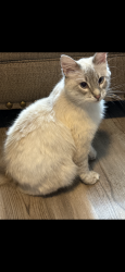 Lost Male Cat last seen Corner of Vine St and Castlewood, Denham Springs, LA 70726