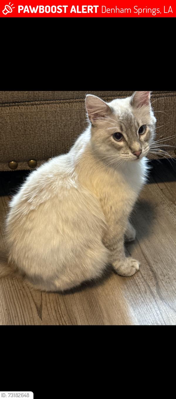 Lost Male Cat last seen Corner of Vine St and Castlewood, Denham Springs, LA 70726