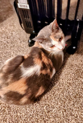 Reunited Female Cat last seen SRU, the middle school and highschool, Slippery Rock, PA 16057