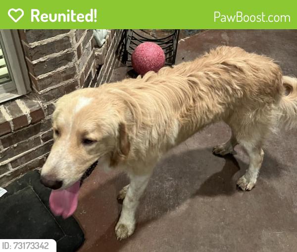 Reunited Male Dog last seen Levy County Line Rd, Burleson, TX 76028