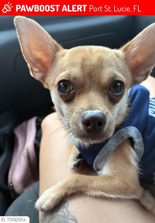 Lost Male Dog last seen Tiffany, Port St. Lucie, FL 34952
