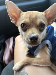 Lost Male Dog last seen Tiffany, Port St. Lucie, FL 34952