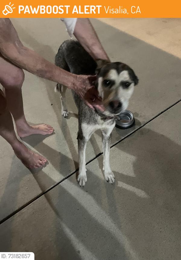 Found/Stray Female Dog last seen Saint Johns parkway & Modac, Visalia, CA 93292