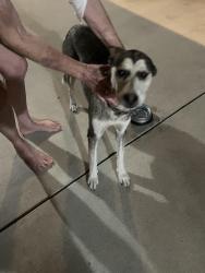 Found/Stray Female Dog last seen Saint Johns parkway & Modac, Visalia, CA 93292