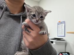 Shelter Stray Female Cat last seen Forest park, 8485 E Reno Ave, Midwest City, OK 73110, USA