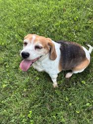 Reunited Unknown Dog last seen Ebert and Farber, St. Louis County, MO 63138
