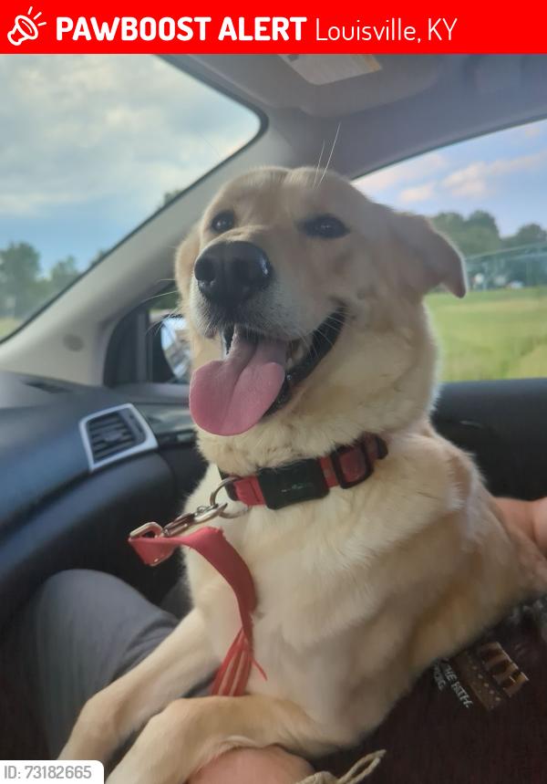 Lost Female Dog last seen Parkwood, Louisville, KY 40214