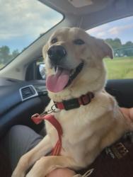 Lost Female Dog last seen Parkwood, Louisville, KY 40214