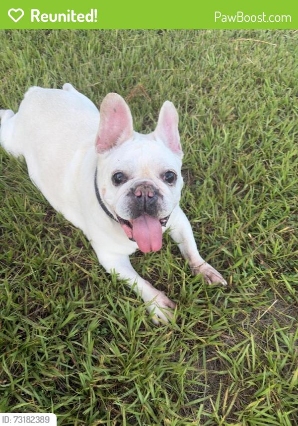 Reunited Male Dog last seen Malby, Citrus Springs, FL 34433