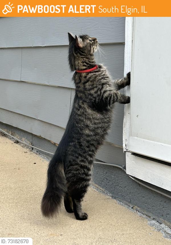 Found/Stray Unknown Cat last seen N La Fox St (rt 31) and Kane St - South Elgin, South Elgin, IL 60177