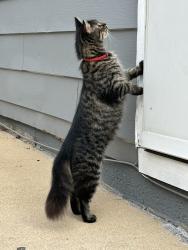 Found/Stray Unknown Cat last seen N La Fox St (rt 31) and Kane St - South Elgin, South Elgin, IL 60177