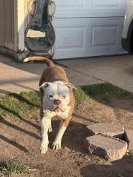Found/Stray Male Dog last seen Belmont and 2nd Street, Fresno, CA 93726
