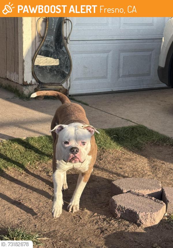 Found/Stray Male Dog last seen Belmont and 2nd Street, Fresno, CA 93726