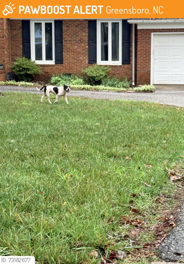 Found/Stray Male Dog last seen Hobbs Rd and Holden Rd, Greensboro, NC 27410
