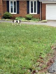 Found/Stray Male Dog last seen Hobbs Rd and Holden Rd, Greensboro, NC 27410