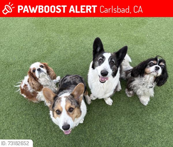 Lost Male Dog last seen Saltgrass Ave x Raintree Dr, Carlsbad, CA 92011