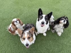 Lost Male Dog last seen Saltgrass Ave x Raintree Dr, Carlsbad, CA 92011
