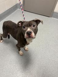 Shelter Stray Female Dog last seen Near, 2600 S Harding St, Indianapolis, IN 46221, USA