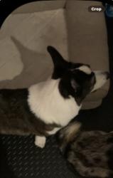 Reunited Male Dog last seen Waters End Neighborhood, Carlsbad, CA 92011