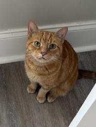 Reunited Female Cat last seen Detroit Ave and W 75th St, Cleveland, OH 44102