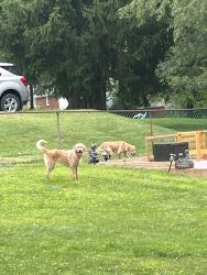 Reunited Unknown Dog last seen Sharon Dr, Homeacre-Lyndora, PA 16001, USA, Homeacre-Lyndora, PA 16001