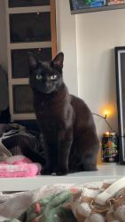 Reunited Female Cat last seen biddick hall, Tyne and Wear, England NE34 9SR