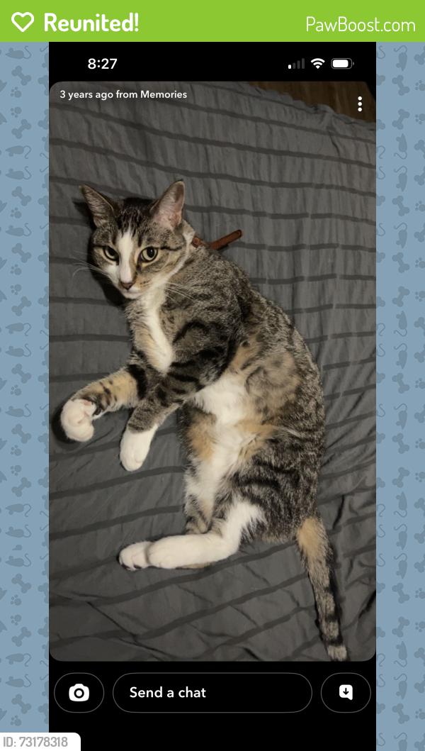 Reunited Female Cat last seen n echohawk way and floating feather rd, Eagle, ID 83616