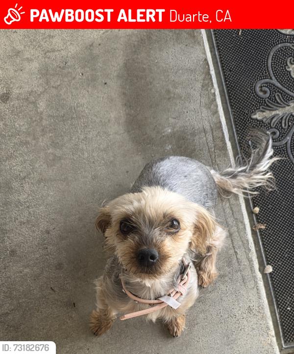 Lost Female Dog last seen Brookridge rd ,Duarte Ca, Duarte, CA 91010