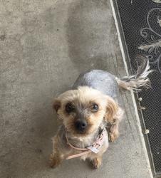 Lost Female Dog last seen Brookridge rd ,Duarte Ca, Duarte, CA 91010
