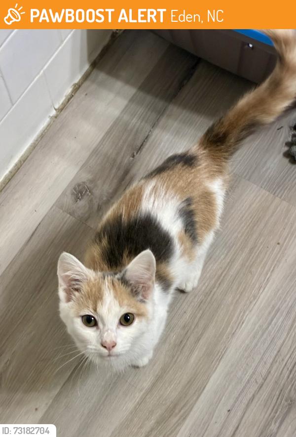 Found/Stray Female Cat last seen Ayden Rd., Eden, NC 27288