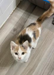 Found/Stray Female Cat last seen Ayden Rd., Eden, NC 27288
