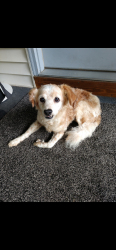Reunited Unknown Dog last seen Bell Rd/ Rural Hill Rd, Nashville, TN 37217