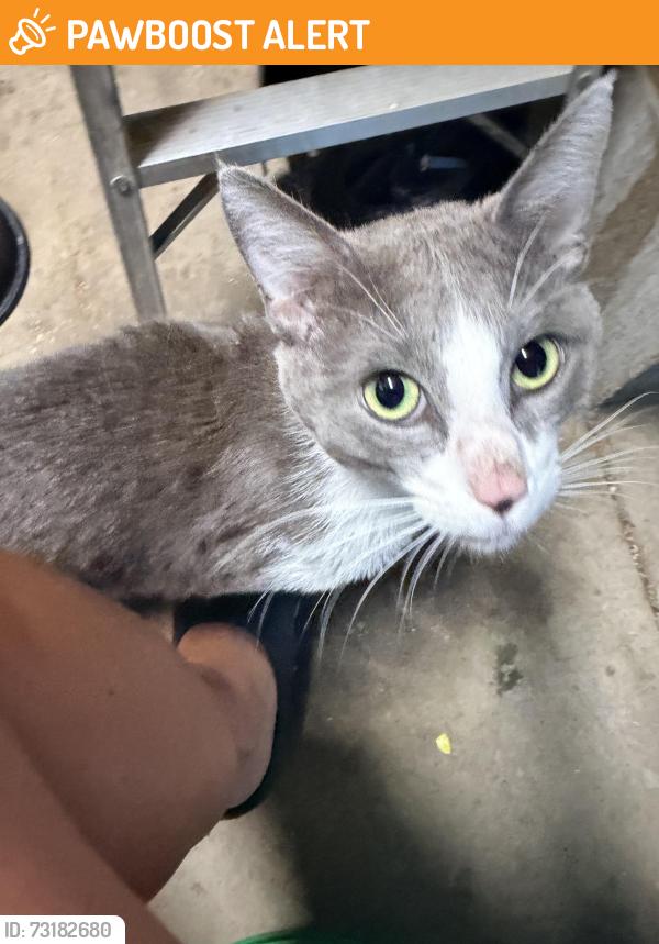 Found/Stray Male Cat last seen Southview Blvd and Marie Ave South St. Paul, South Saint Paul, MN 55075