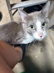 Found/Stray Male Cat last seen Southview Blvd and Marie Ave South St. Paul, South Saint Paul, MN 55075