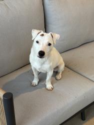 Found/Stray Male Dog last seen Near SW 51st, Oklahoma City, OK 73119
