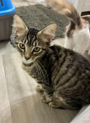 Found/Stray Male Cat last seen Ayden Rd., Eden, NC 27288
