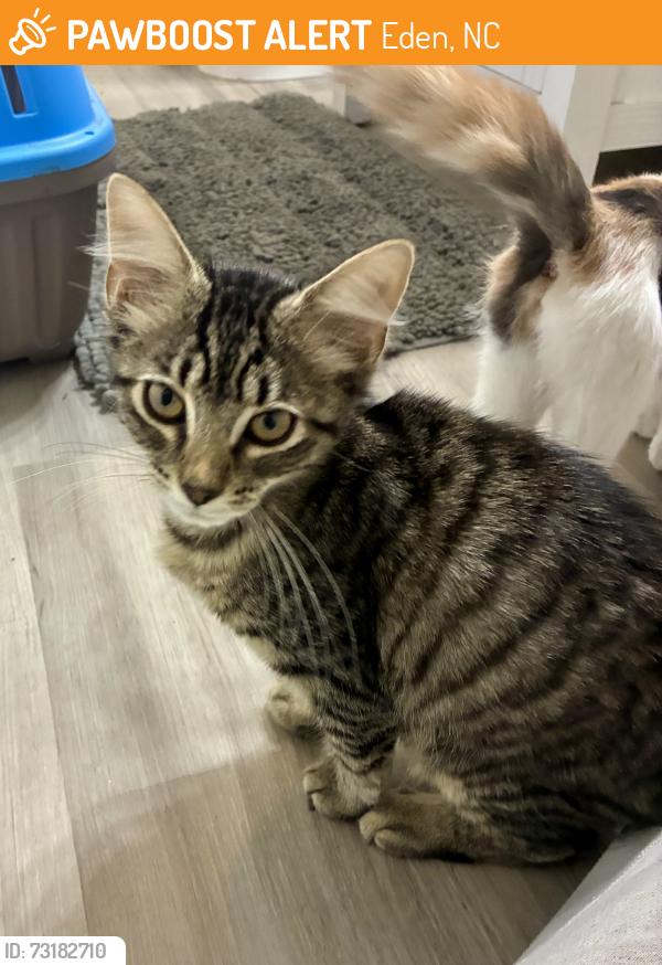 Found/Stray Male Cat last seen Ayden Rd., Eden, NC 27288