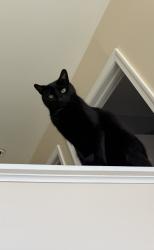 Reunited Male Cat last seen Edella rd, white birch rd., South Abington Township, PA 18411