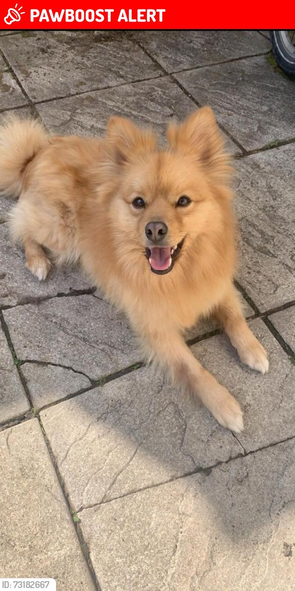 Lost Male Dog last seen Orange Hill, Greater London, England HA8 0TD