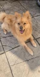 Lost Male Dog last seen Orange Hill, Greater London, England HA8 0TD