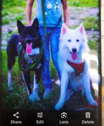 Lost Female Dog last seen Gold yarrow, San Antonio, TX 78260