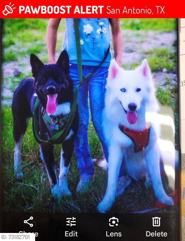 Lost Female Dog last seen Gold yarrow, San Antonio, TX 78260