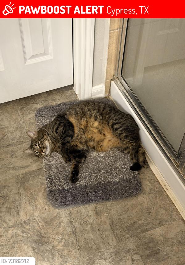 Lost Male Cat last seen Walnut leaf lane, Cypress TX, Cypress, TX 77429